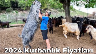 2024 KURBANLIK FİYATLARI | Dağ Köyüne 150 Kiloluk Kurbanlıklara Bakmaya Gittik !!!