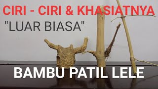 Characteristics and Benefits of Bamboo Patil Lele