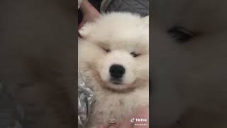 2furclouds 1605829053 musicallydown com