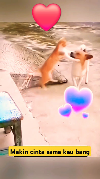 oggy ❤️oyen #kutipanchannel93 #funny #anjinglucu #doglover #catlover #kucing #kucinglucu #shorts