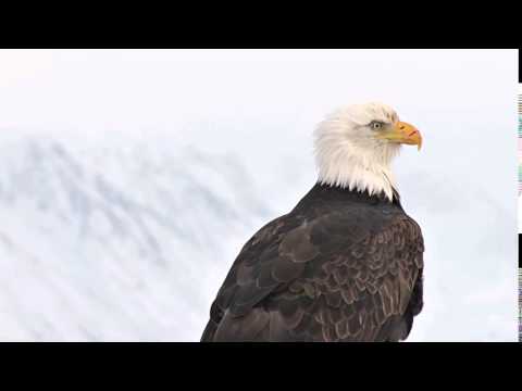4K American Eagle
