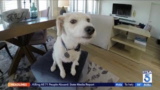 KTLA - Loews Santa Monica Beach Hotel - Puppy Love