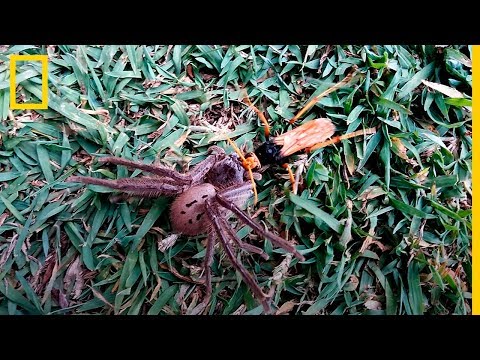 Video: ¿El avispón es una araña?