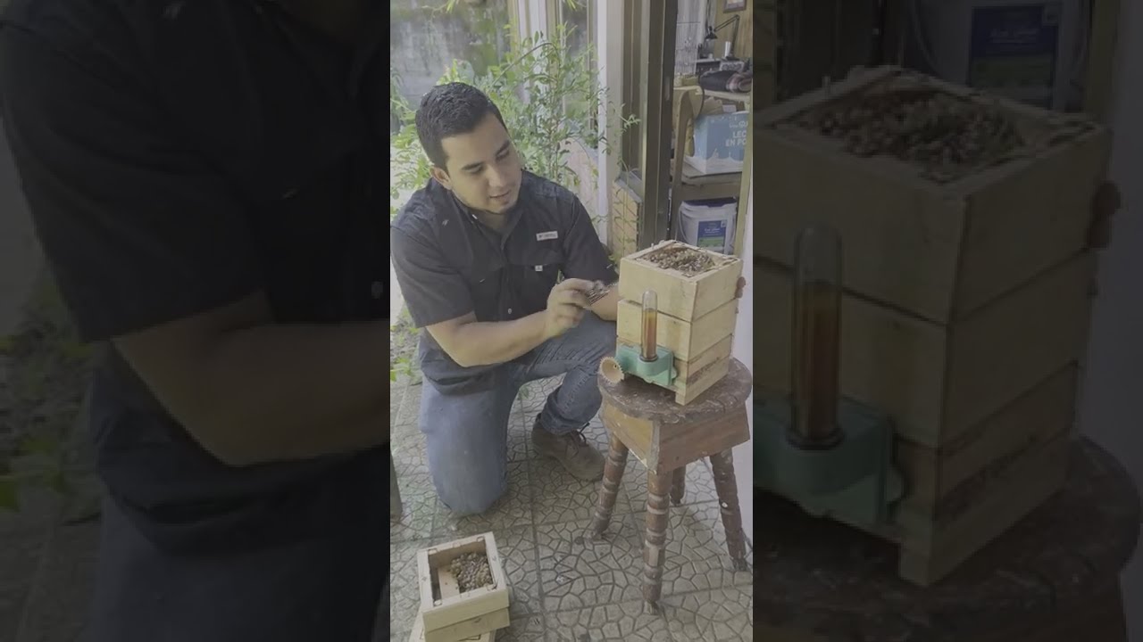 COLMENAS DE MARIOLAS| Cómo revisarlas y qué observar?