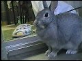 うさぎの星　Lonely Rabbit