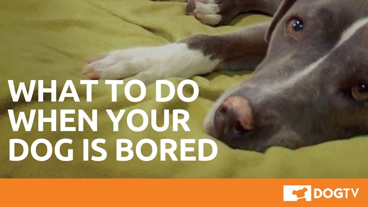 Bored Dog? 7 Ways to Break the Boredom Blues – iFetch