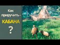 Valheim  как приручить кабана ? (Валхейм гайд)