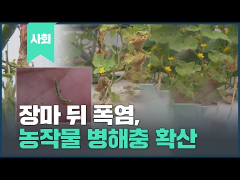 장마 뒤 폭염, 농작물 병해충 확산
