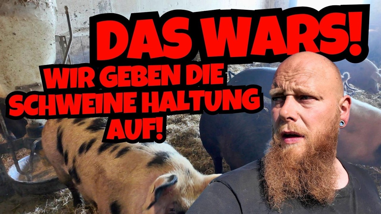 Die letzten Schweine gehen vom HOF I Das gibt nicht viel Ertrag 😱 ... Die letzten Schweine gehen vom HOF I Das gibt nicht viel Ertrag 😱 ...