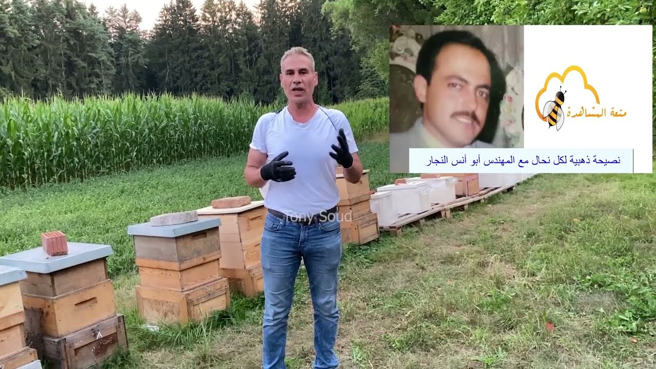 عوامل نجاح التقسيم المتأخر للنحل .