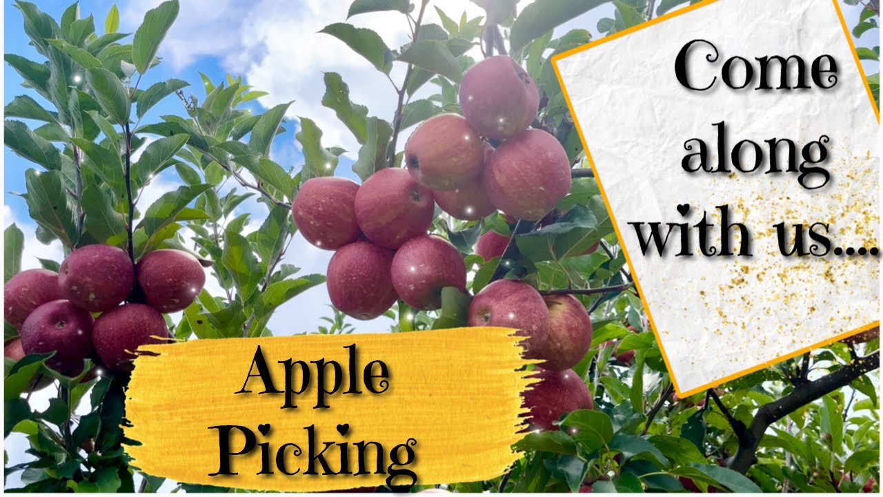 Apple Picking at B.J. Reece Apple Orchard 🍎 YouTube