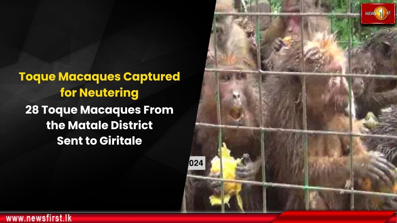 Toque Macaques Captured for Neutering: 28 Toque Macaques From the Matale District Sent to Giritale