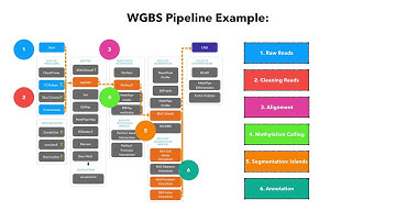 Epigenetics 2 - DNA methylation and Bisulfite Sequencing