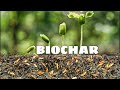 Rice Husk Charcoal: A Biochar that Boosts Your Plant Growth and Soil Health