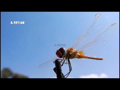 Video: Damselfly Vs. Yusufçuk: Bahçelerde Bir Kızböcekini Nasıl Tanırsınız