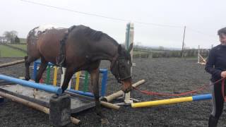 Zeke tackling the water tray!
