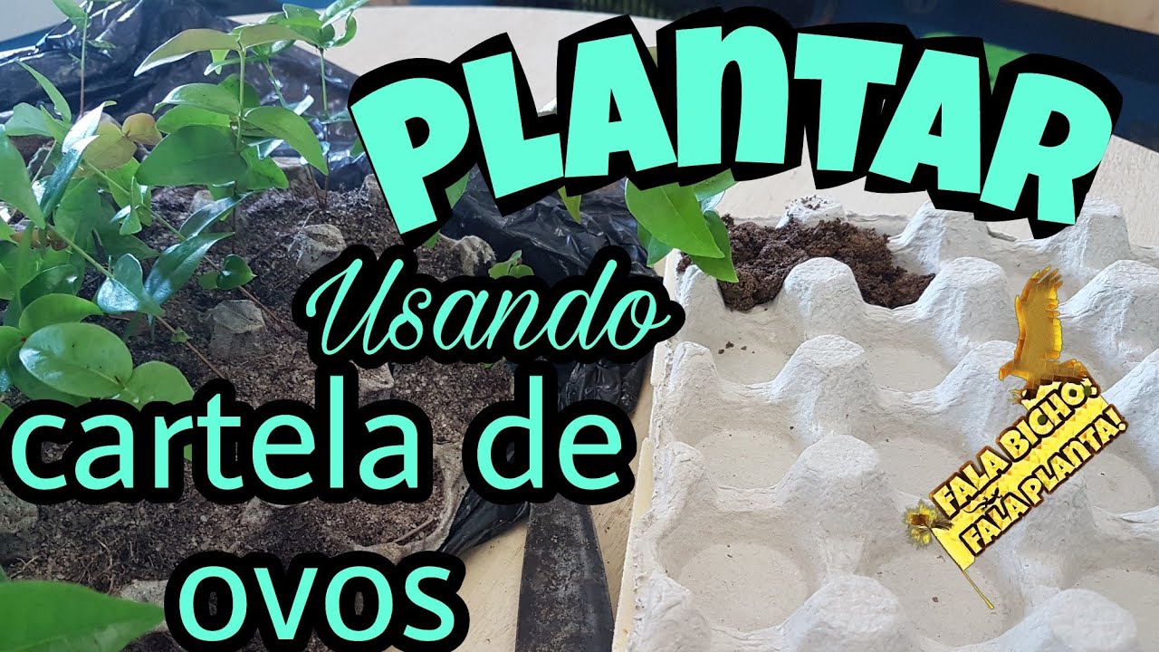 Biólogo PLANTA: Jardineira com caixa de ovo