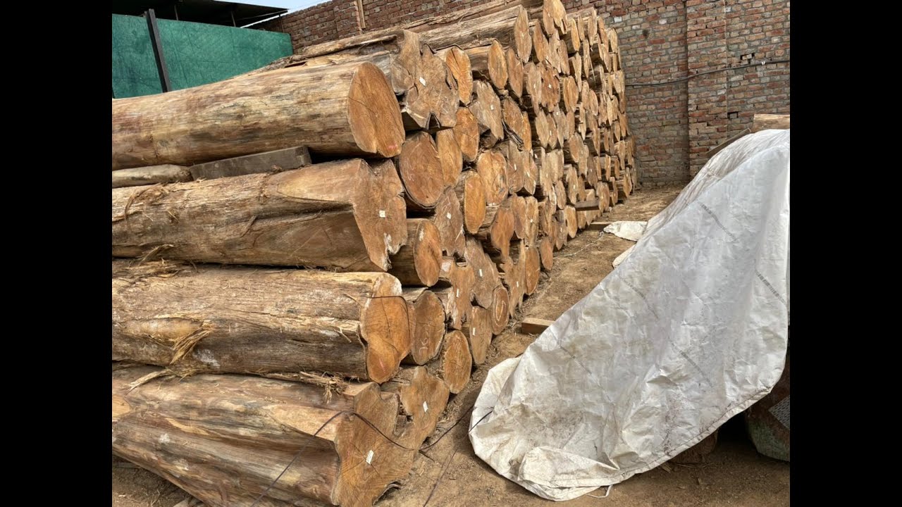 Teak Wood at best price available at Jagdev Saw Mills Sirsa (Amar Singh) - +919416010839