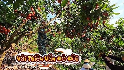 VẢI THIỀU VẪN ĐỎ ĐỒI I NÚI ĐỒI LỤC NGẠN