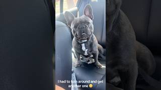 Don’t Give Your Frenchie this 🫣#shorts #frenchbulldog #frenchfries #viralshorts #viralvideo