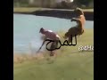 ألف أرنب يجري يلعب أنشودة الحروف