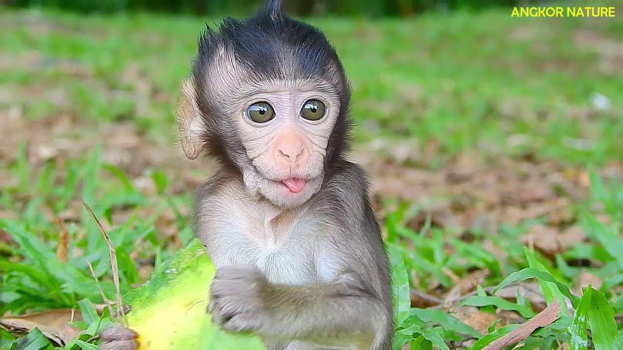 What's Lola doing? update baby Lola's arm, baby monkey Lola, Leyla and Lola  | Angkor Nature