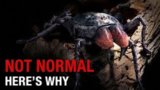 Nothing About Spiders Should Work… Here’s Why They Do