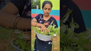 Garden Update Minivlog Super Ana Aruvadai Vedio