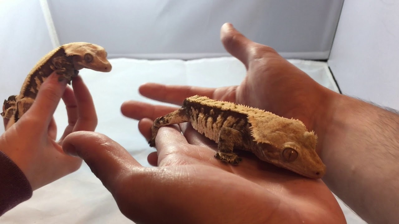 sweet potato Gecko Morphs | Harlequin Crested Geckos for sale