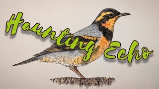 Meet the Varied Thrush