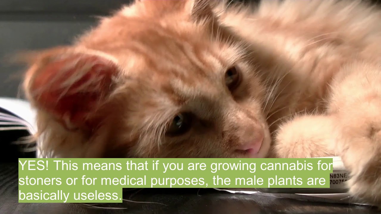 Cannabis Plant Genders