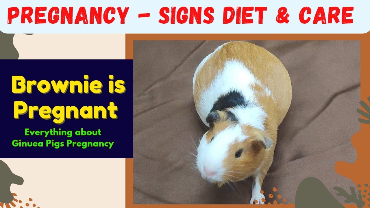 guinea-pig-pregnancy-signs-diet-and-care-youtube