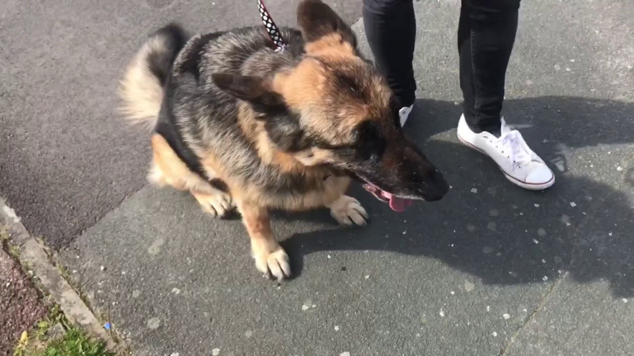 ANXIOUS AND HIGHLY DOG REACTIVE GSD LENNY: session 1 - YouTube
