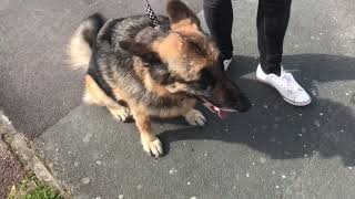 ANXIOUS AND HIGHLY DOG REACTIVE GSD LENNY: session 1