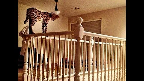 Watch the video about Serval Falls