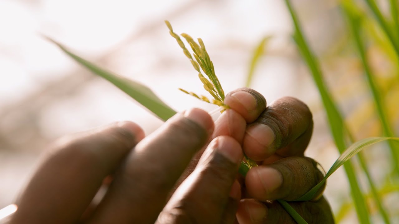 We Build Teams That Win: Solving Hunger With Sustainable Rice