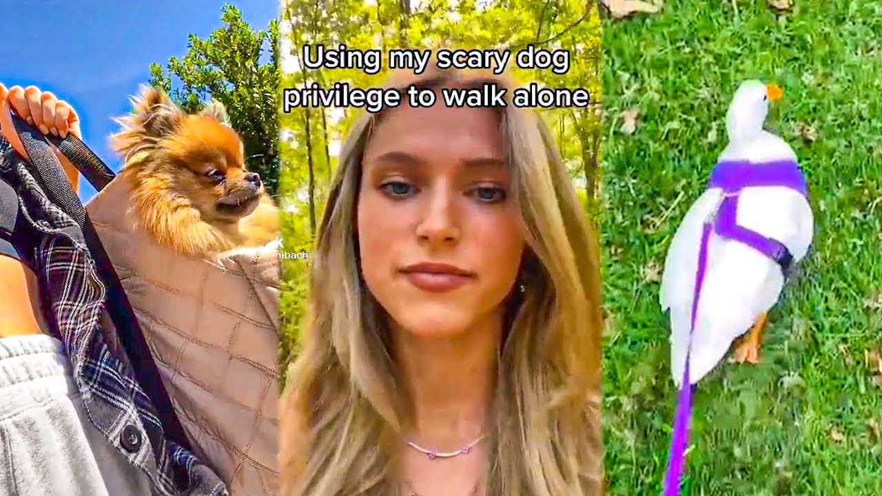 Using my scary dog privileges to walk alone ~ TikTok - YouTube