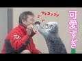 ラッコのメイちゃん、飼育員さんとの掛け合いが面白い!鳥羽水族館のラッコのメイちゃんごはんタイム5 Sea Otterr”May", meal time3 Toba Aquarium