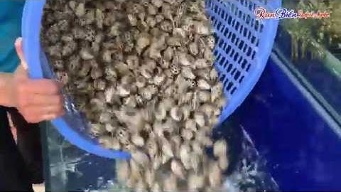 ỐC HƯƠNG - MÓN NGON MỖI NGÀY