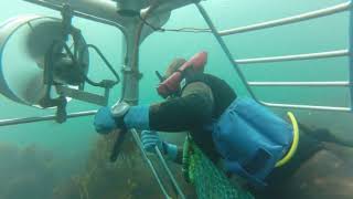 Shark Cage In Tasmania Diving for Abalone - Leigh Duff