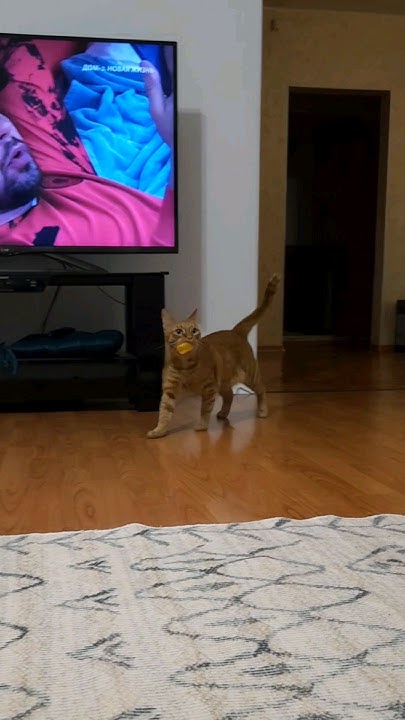 ️Кот Артём ️ - YouTube