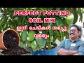 Perfect potting soil mix formula for terrace gardening