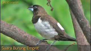 BURUNG EMPRIT, SUARA MASTERAN EMPRIT BONDOL JAWA.