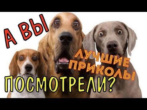Самые ЛУЧШИЕ ПРИКОЛЫ 🔥epic fails #7
