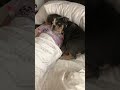 Puppys heartwarming cuddle with a little girl