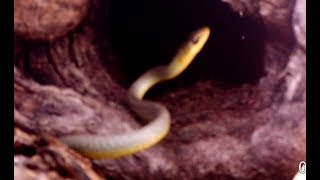 Famous Common tree snake, hunting. Wealth