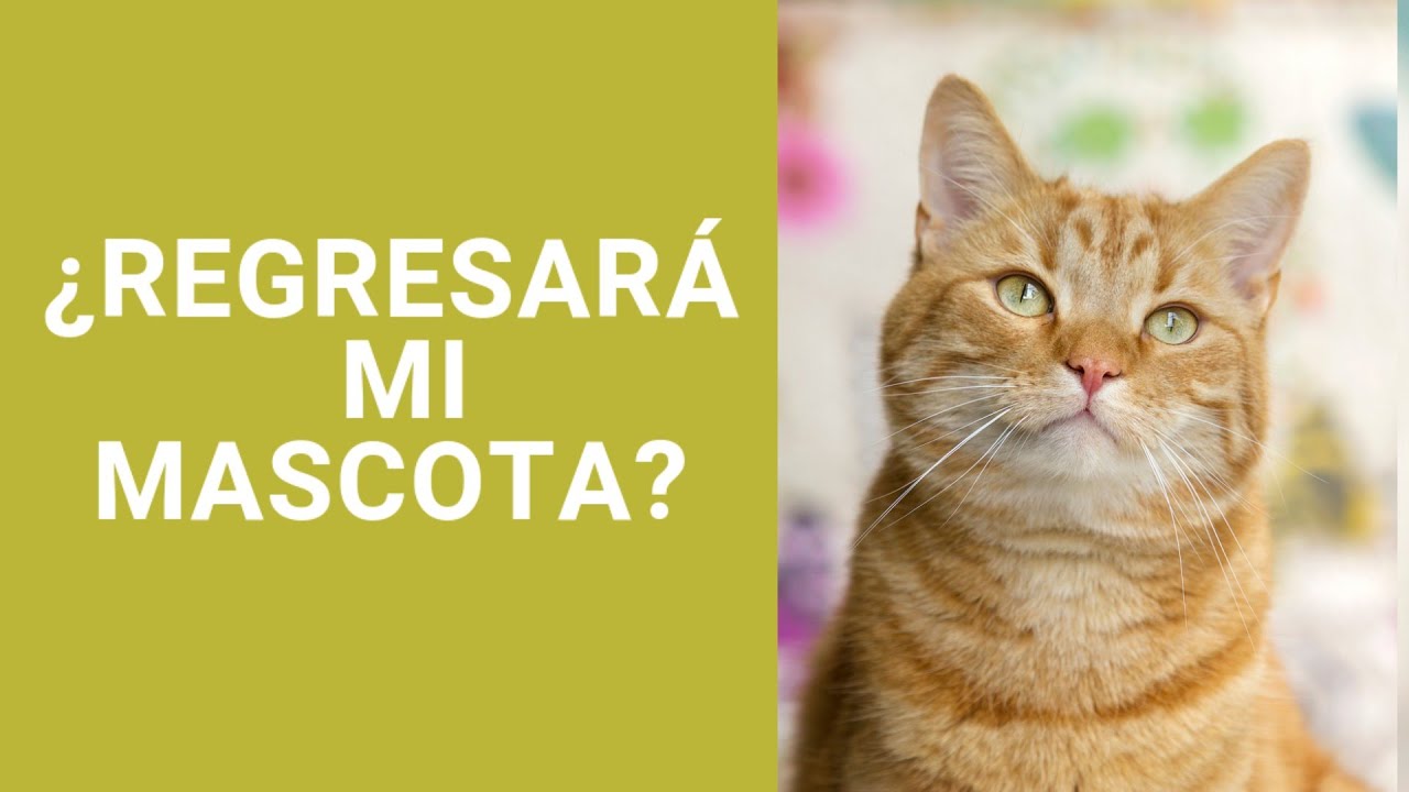 ¿Localizaré a mi mascota perdida? 💚 // Diana Almaráz 💜
