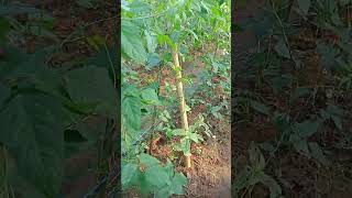 kacang panjang...#pertanian
