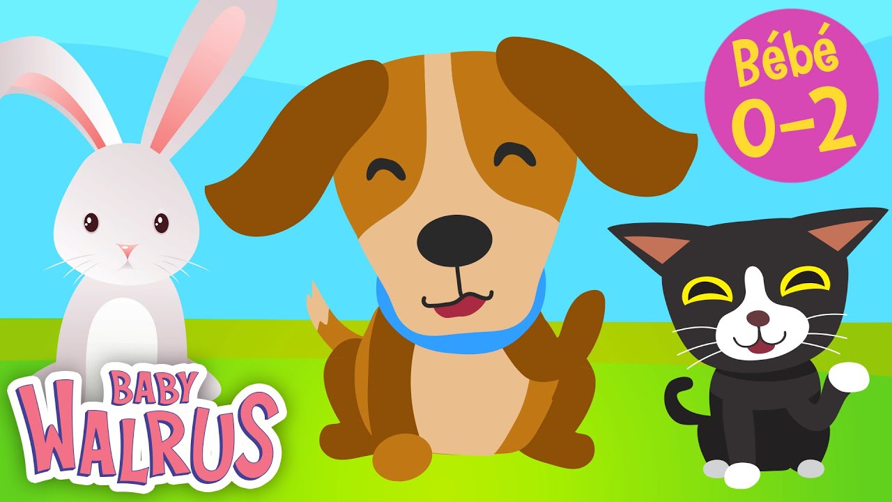 Apprendre tôt en s'amusant #1| Les Animaux de compagnie 🐶 🐰🐹 Comptage & couleurs | Educatif