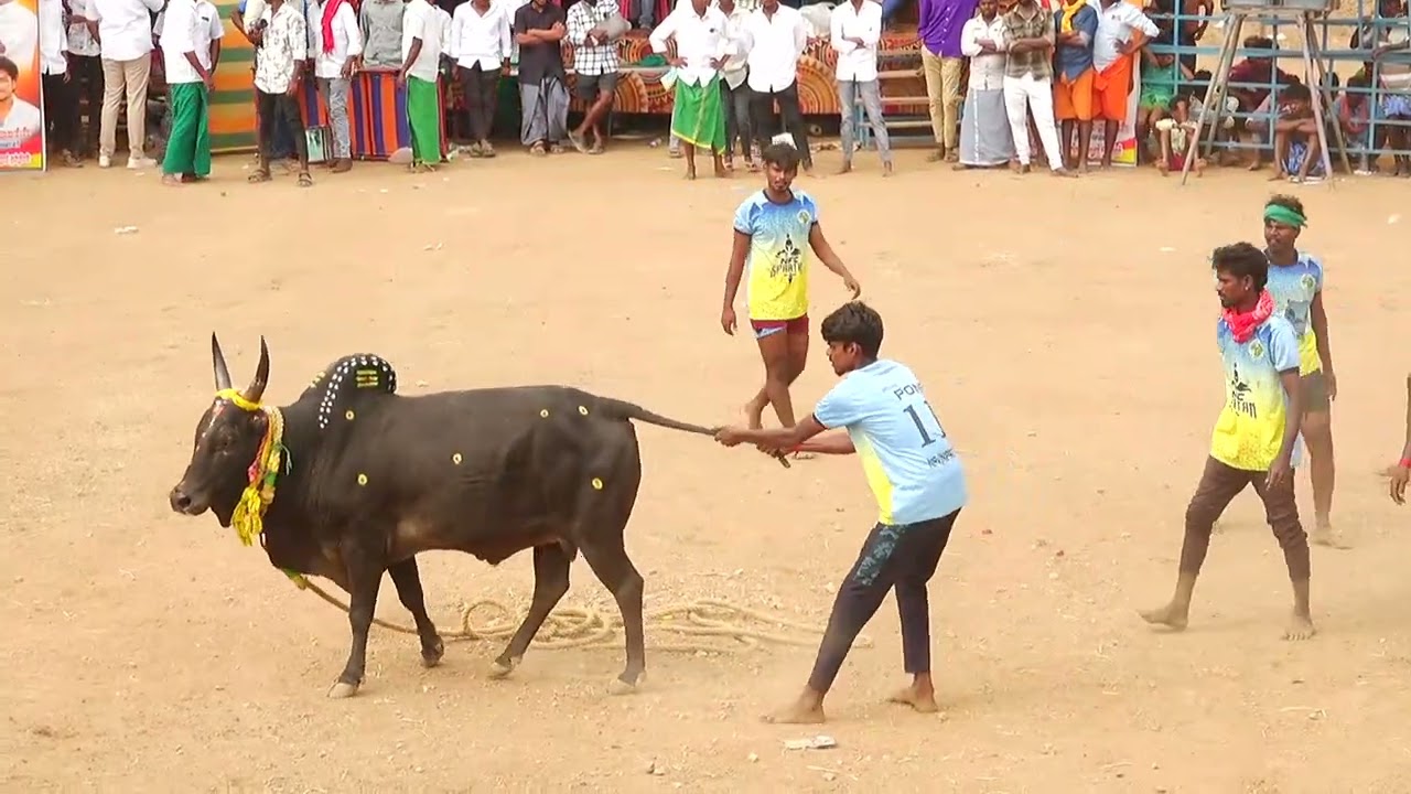 காளையார்கோவில் ருக்மணி அம்மாள் மூர்த்தி காளை Vs  நாவினிப்பட்டி நேதாஜி புரட்சி படை NFC நண்பர்கள்